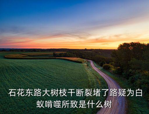  石花东路大树枝干断裂堵了路疑为白蚁啃噬所致是什么树
