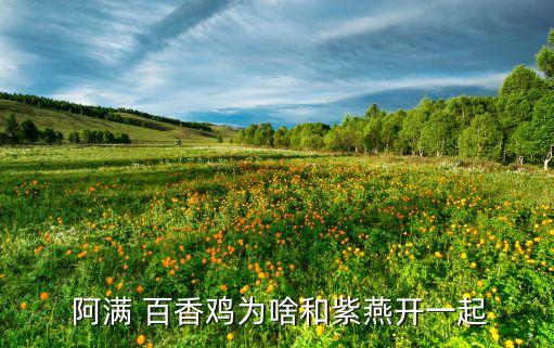  阿满 百香鸡为啥和紫燕开一起