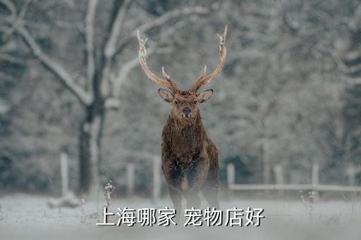 上海哪家 宠物店好