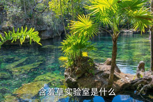  含羞草实验室是什么