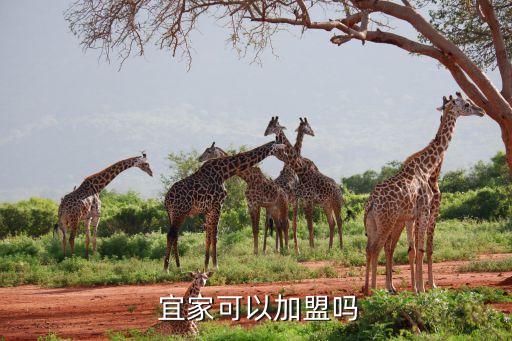 宜家宾馆加盟费多少钱,宜家便利店加盟费多少