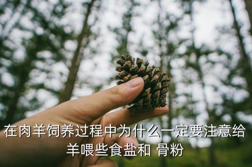 在肉羊饲养过程中为什么一定要注意给羊喂些食盐和 骨粉