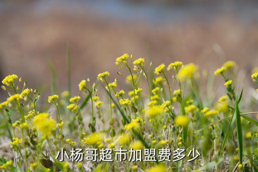 小杨哥超市加盟费多少
