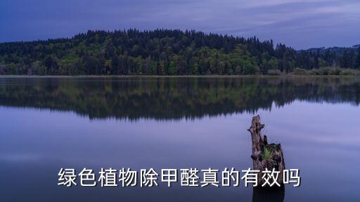 绿色植物除甲醛真的有效吗
