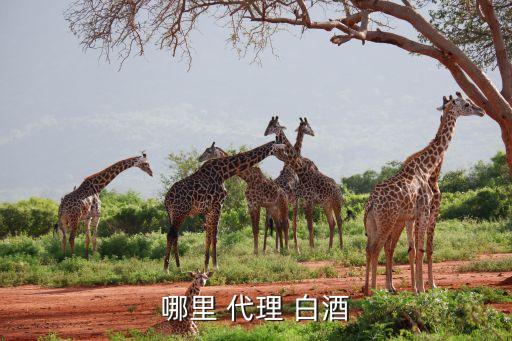 哪里 代理 白酒
