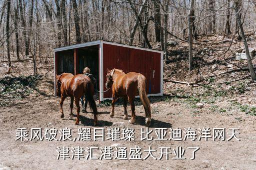 乘风破浪,耀目璀璨 比亚迪海洋网天津津汇港通盛大开业了