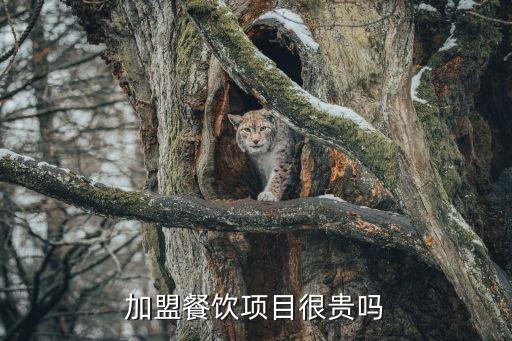 西藏轻快餐加盟费用多少,太二酸菜鱼快餐加盟费用